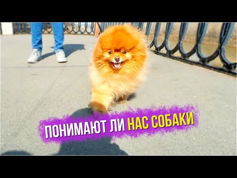 Нужно ли разговаривать с собакой? Понимает ли собака человеческий язык?