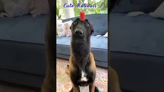 Very cute malinois ‍