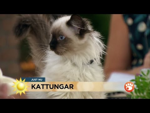 Video: Hur man tar en katt till doktorn utan bärare: 11 steg