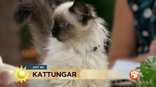 Kattungen Svante gjorde TV-debut - Nyhetsmorgon (TV4)