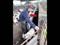 羊飼いの驚異的な瞬発力！🐑🐏