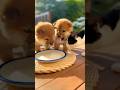 Cat Steals Puppy's Milk and Their Reaction is PRICELESS 🥛😹 #shorts #funny #cute