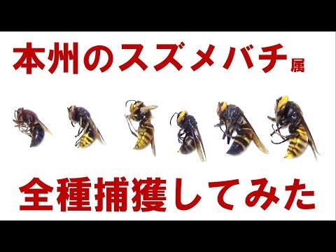本州の大型スズメバチを全種捕獲してみた。all hornet species of genus Vespa in Japanes Honshu island