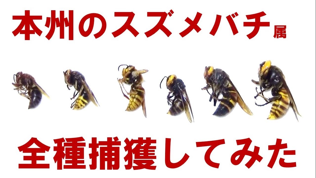 本州の大型スズメバチを全種捕獲してみた。all hornet species of genus Vespa in Japanes Honshu island
