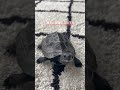 ちょっとこっち見てるのかわいい。#亀