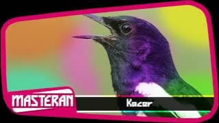 SUARA BURUNG - Masteran Terbaik Kacer | Song 17