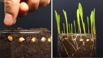 Growing corn time lapse #greentimelapse #gtl #timelapse