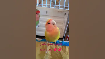 طوطی کوتوله مهربون کوتوله دستی بوس میده ناناز شیرین خوردنی 