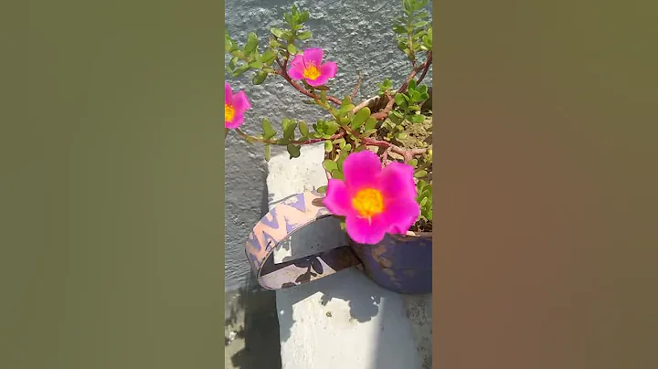 A Cup of Purslane | Made by me | - DayDayNews