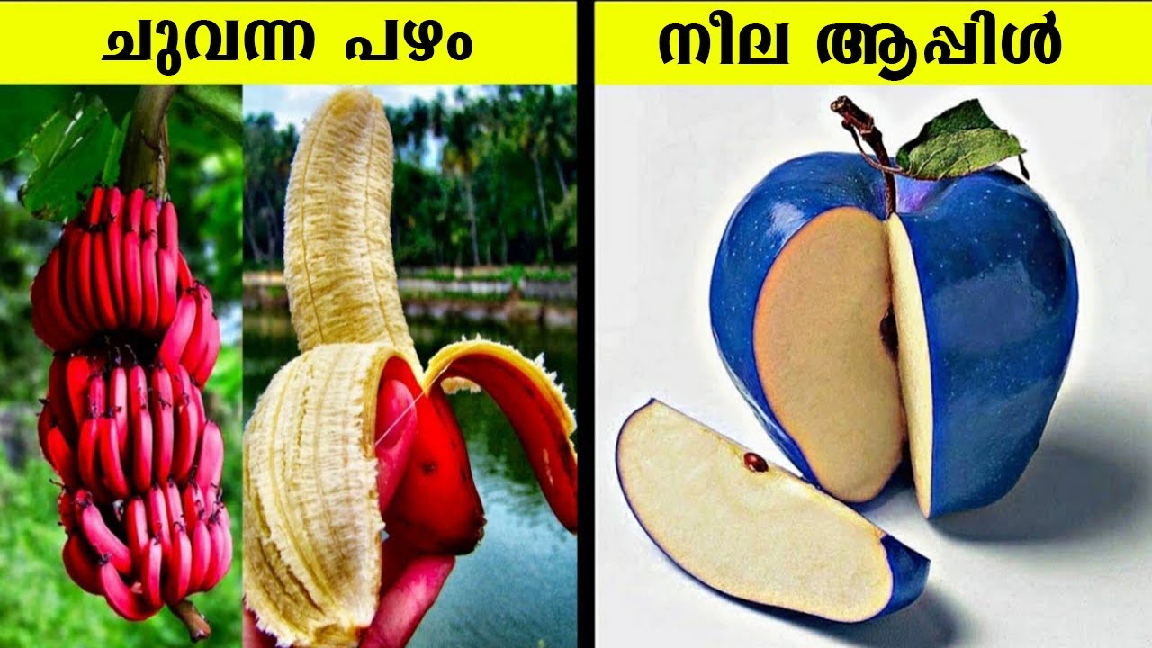 കാഴ്ചയിലും ഗുണത്തിലും വ്യത്യസ്തരായ 8 അപൂർവ്വ  പഴങ്ങൾ