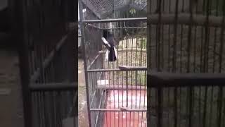 Download Lagu Kicuan burung teler MP3