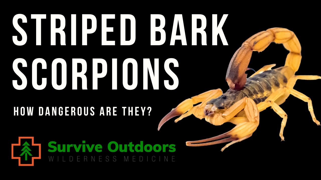 Striped Bark Scorpion