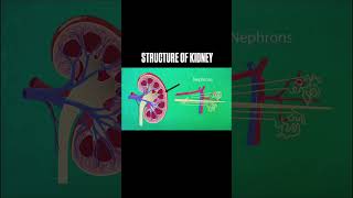 Экскртеторная функция почек #здоровье #тело #советы #shorts