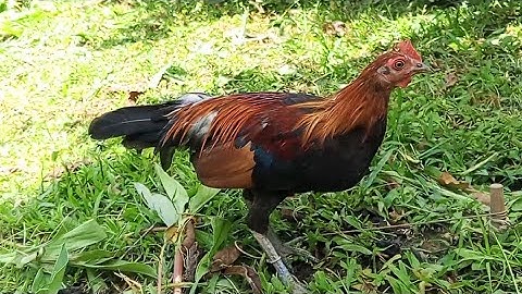 Noob qaib dib tuaj zoo dib qaib qua 2026