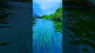 Beautiful View Under The Water #Amizingvideo #Beautifulvideo