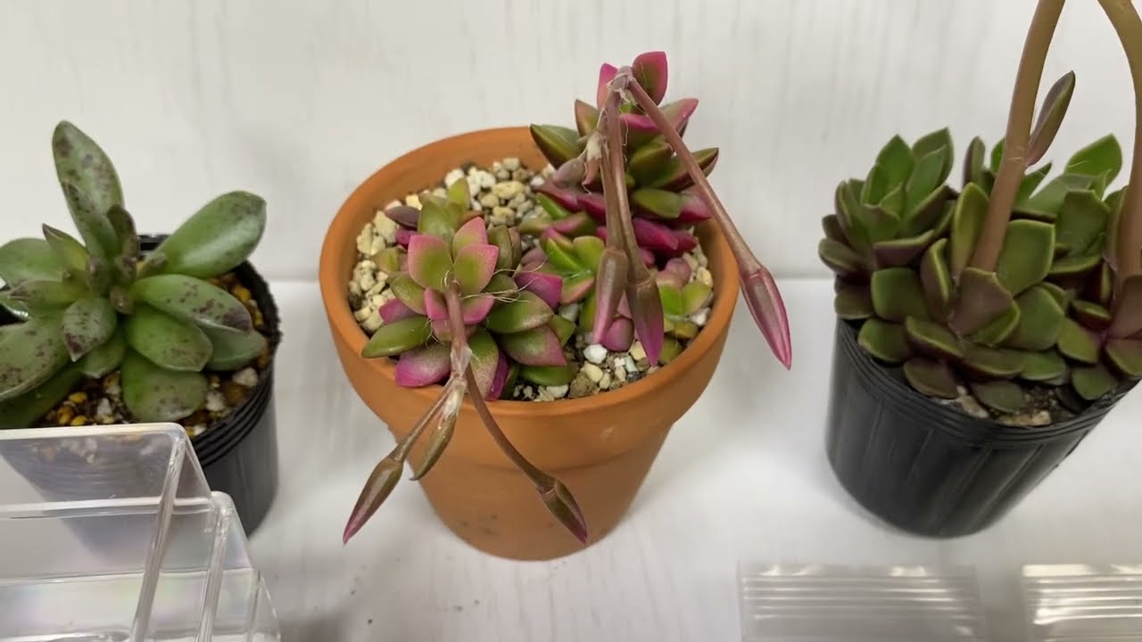 多肉植物 アナカンプセロス 桜吹雪 吹雪の松など の実生にチャレンジ Youtube 多肉植物 アナカンプセロス 桜吹雪 吹雪の松など の実生にチャレンジ Youtube
