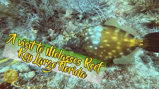 A visit to Molasses Reef