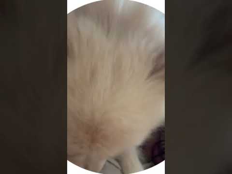 Raha Pit کون گنده رها