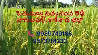 Sadhana Paddy Seeds are available #HIGH Yield, Farmer friendly seeds