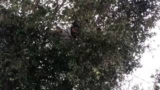 Climbing a Tree to Catch a Carpet Python