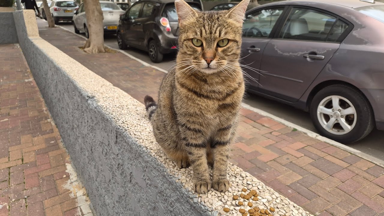 Bring a String to a Cat and Watch What Happens