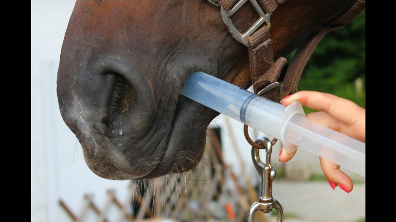 Ar gaseg klañw (Gouézec)