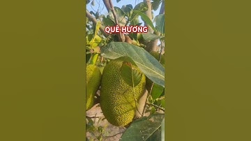 CHO DÙ CÓ ĐI ĐÂU CŨNG NHỚ VỀ QUÊ HƯƠNG 😅 #tamtrang #yeucuocsong  #cuocsongmienquethle #viralshorts