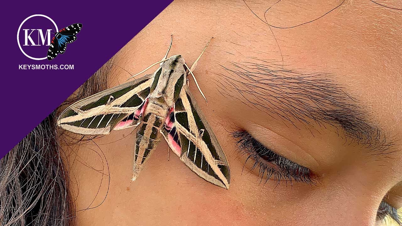 BIG SPHINX MOTH EMERGED - OBSERVE AND RELEASE