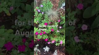 After the Stage 2 Drought: Two Days of Rain Bring New Blooms | August Garden Update