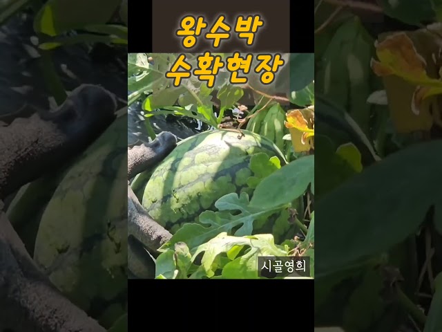 여름은 이맛이지. 직접 키워서 수확하는 영희의 시골정원