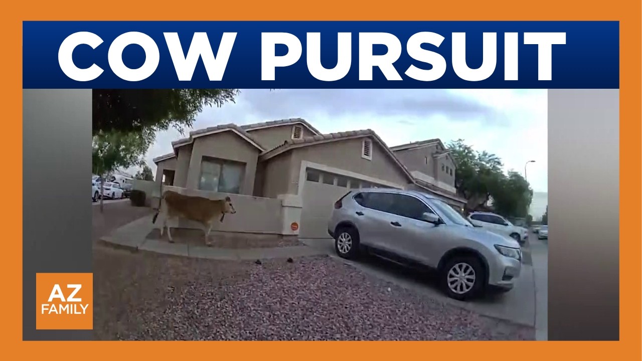 Officers capture runaway cows in south Phoenix neighborhood - YouTube