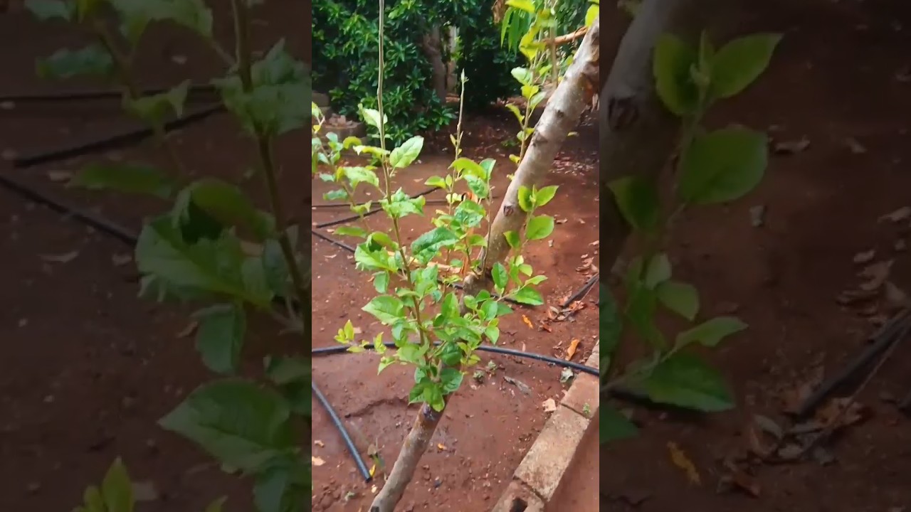 Growing a new canopy due to tree bending over