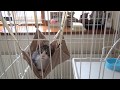 子猫チビローの新居 アイリスオーヤマ2段ケージとマルカンのハンモック