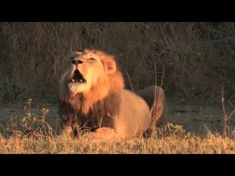 Makanyi Private Game Lodge Official Video