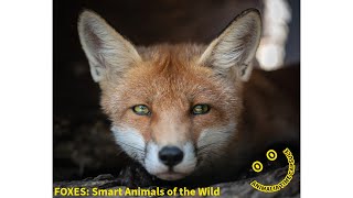 "All About Foxes 🦊 Smart Animals of the Wild | Animalia Time Capsule"