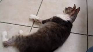 Neurologie Et Neurochirurgie Clinique Veterinaire Du Vernet