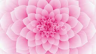 Blooming Pink Flower Motion Graphics