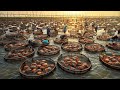 How to millions of mud crab farming in box  soft shell mud crab farming technology in asian