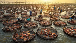 How to Millions of Mud Crab Farming in Box  Soft Shell Mud Crab Farming Technology in Asian
