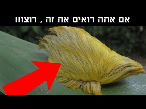 וִידֵאוֹ: מה זה פונדוקי באפריקנית?