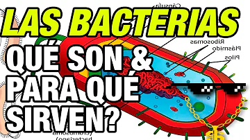 ¿Cómo está estructurada la bacteria?