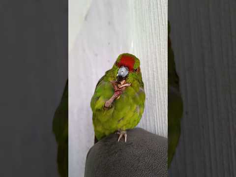 а у нас потихоньку отрастает клювик 🦜 надеюсь место перелома в скором времени заживет 🤞