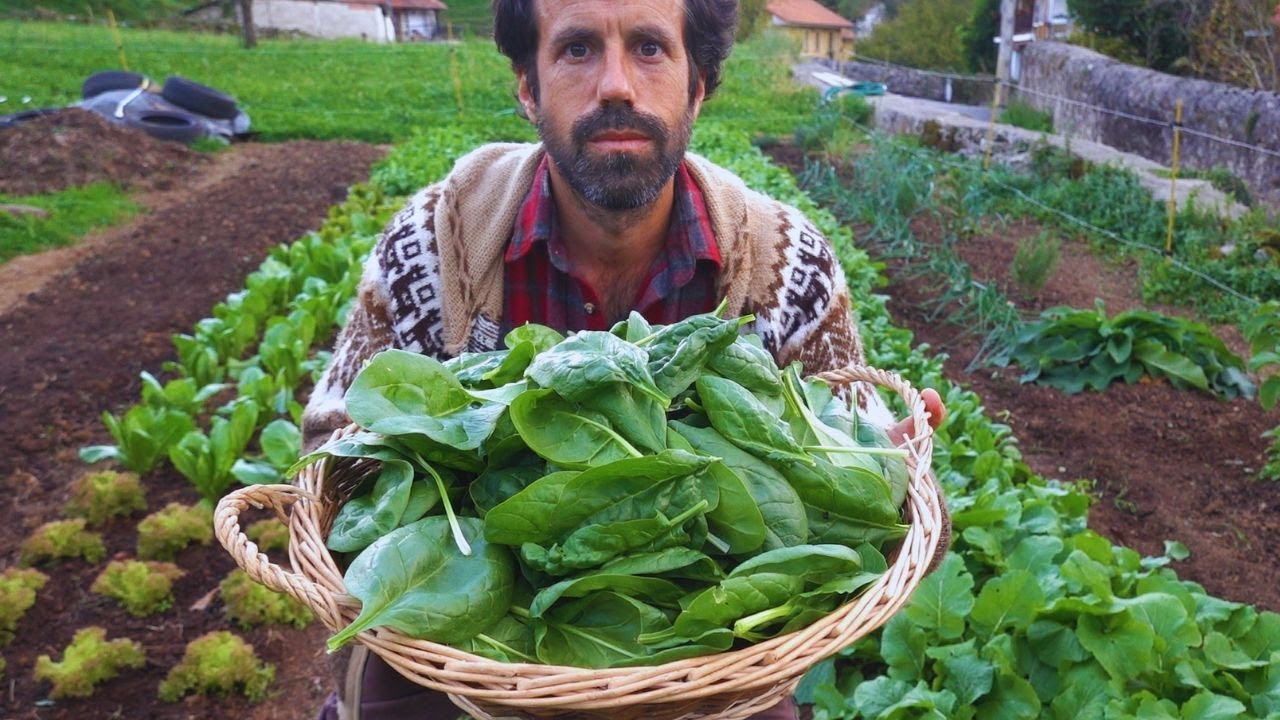 Abundancia de espinaca y una besamel algo rara (pero que está para chuparte los dedos de los pies)