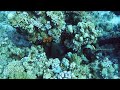 Diving Faraana Reef 2021 