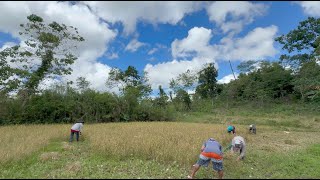 Season of Rice: Harvesting, drying rice grains | DV Farm| Bohol Philippines