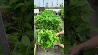 Changes in water spinach 8 days after harvesting and applying chicken manure organic fertilizer