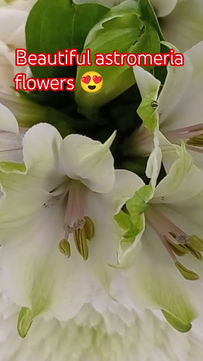 #Beautiful #Astromeria #Flowers