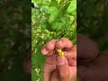 BITTER MELON GROWTH TIMELINE: Starting from seed to harvest