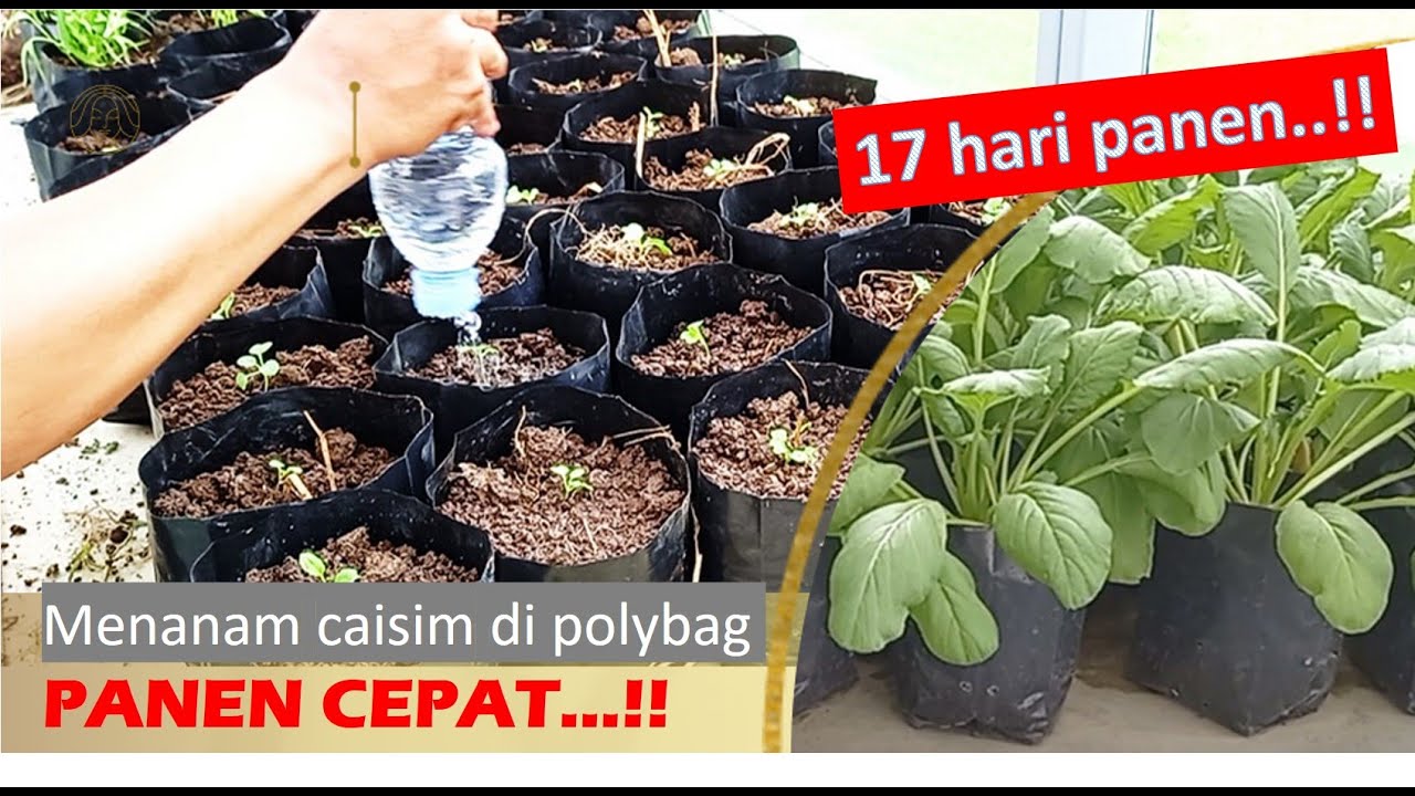 MENANAM CAISIM DALAM POLYBAG ...I budidaya sayuran di rumah 17 hari panen...INI HASILNYA..!!