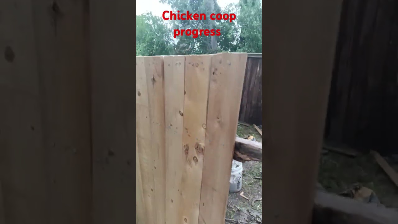 #chicken